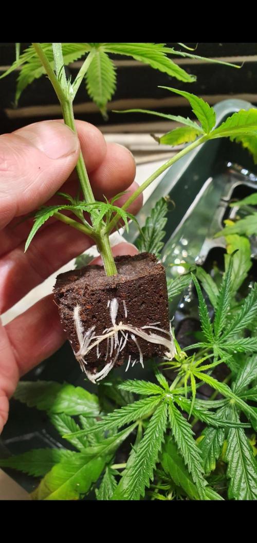 Thin Mint F1-Hybrid. Week 7