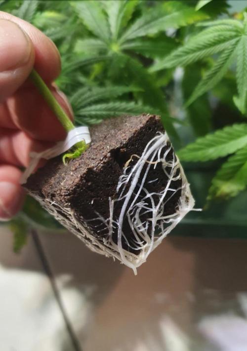 Thin Mint F1-Hybrid. Week 7