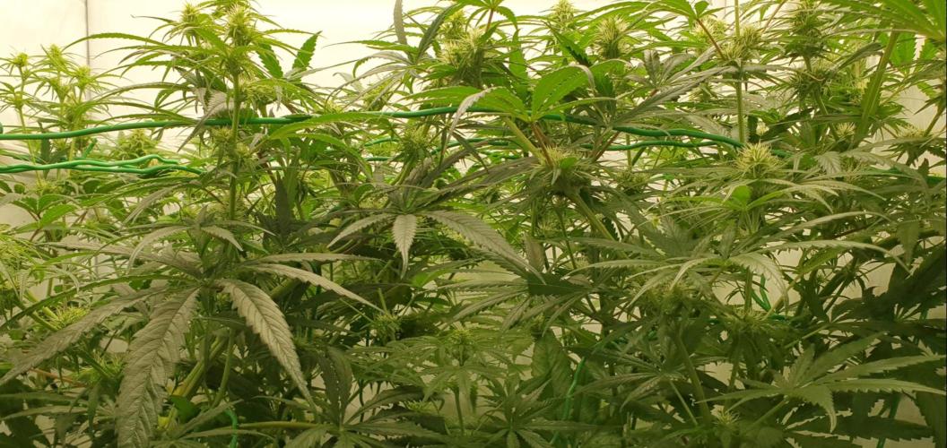 Thin Mint F1-Hybrid. Week 8 - Jungle sounds play lightly in the background.