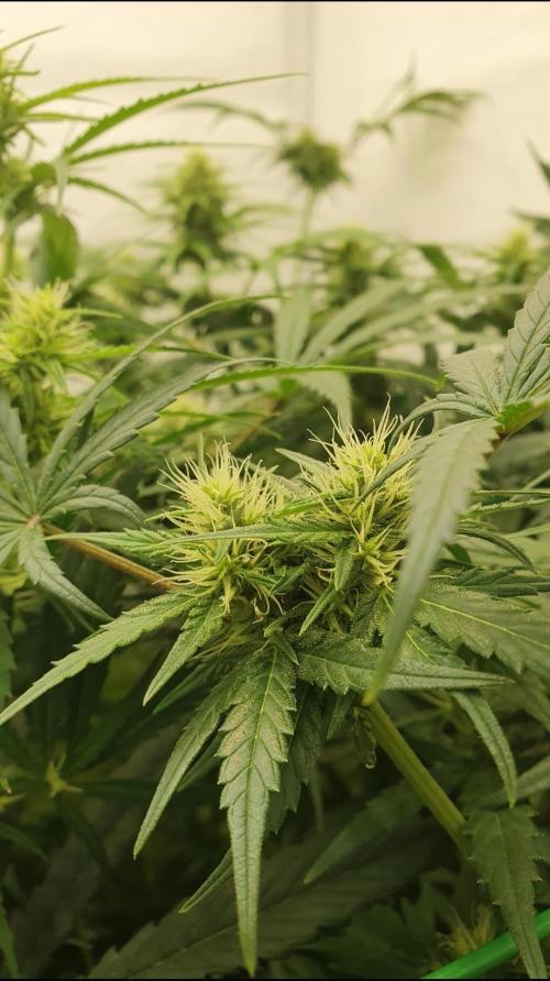 Thin Mint F1-Hybrid. Week 9