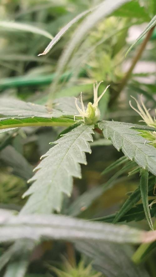 Thin Mint F1-Hybrid. Week 9 - The rebel spirit.