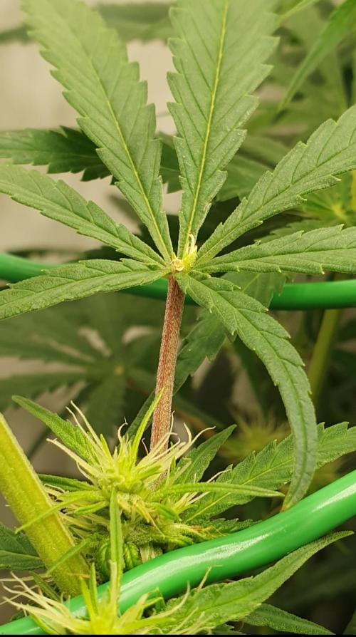 Thin Mint F1-Hybrid. Week 9