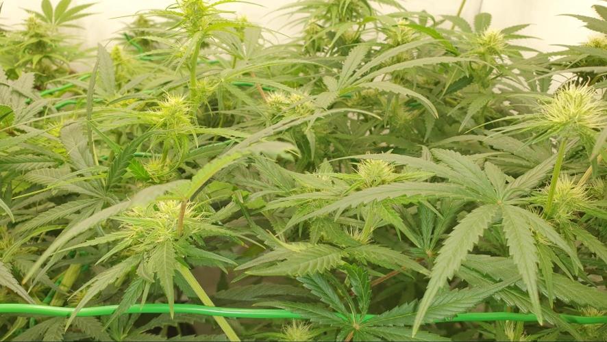 Thin Mint F1-Hybrid. Week 9