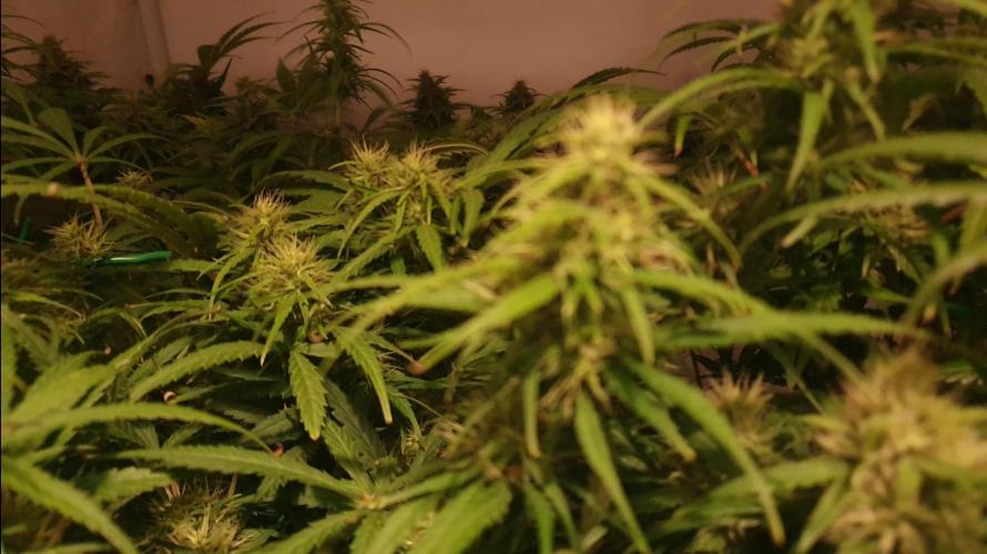 Thin Mint F1-Hybrid. Week 10