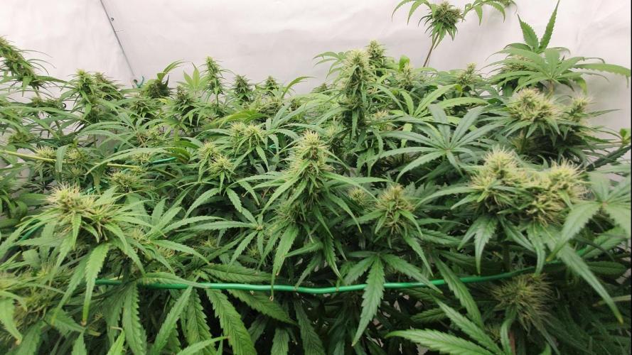 Thin Mint F1-Hybrid. Week 10