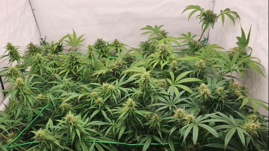 Thin Mint F1-Hybrid. Week 10