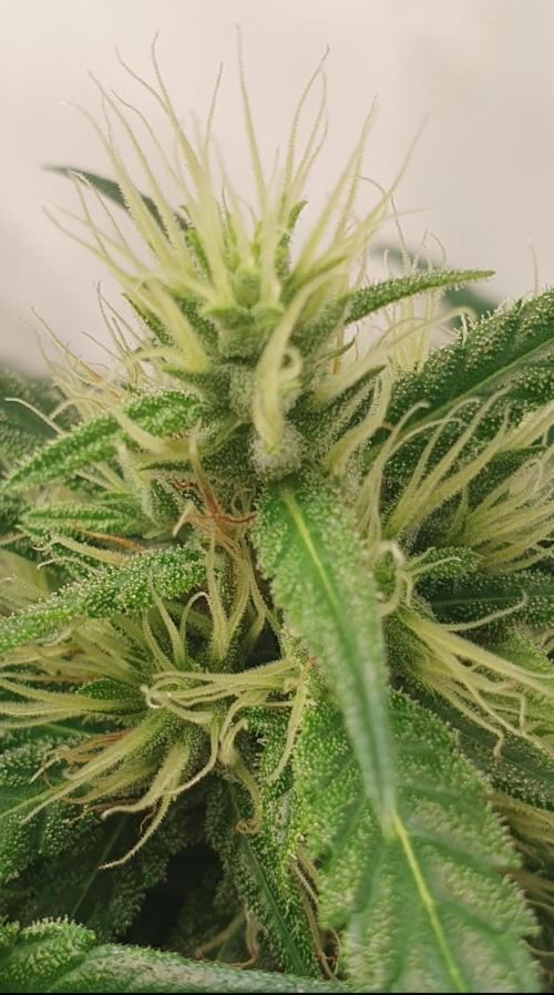 Thin Mint F1-Hybrid. Week 10