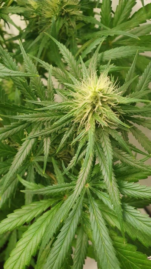 Thin Mint F1-Hybrid. Week 10