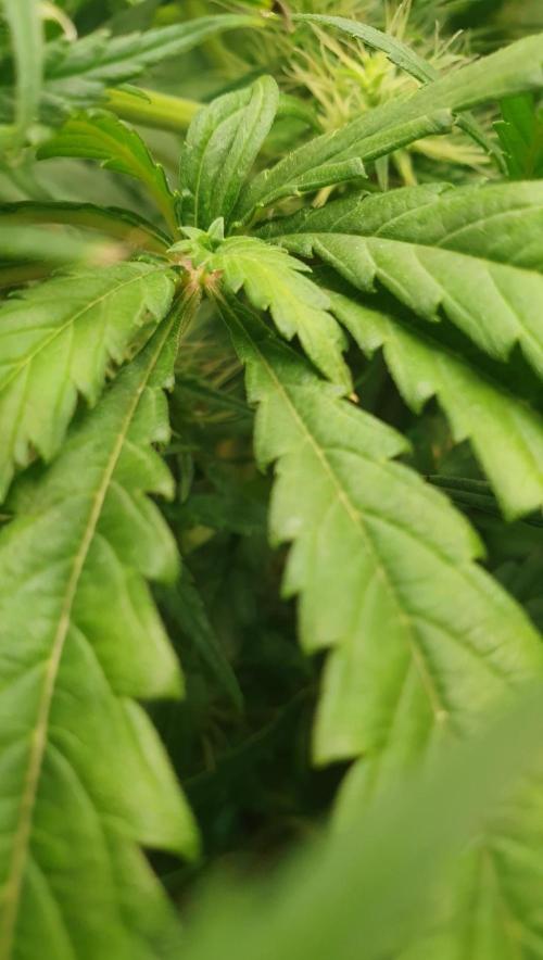 Thin Mint F1-Hybrid. Week 10