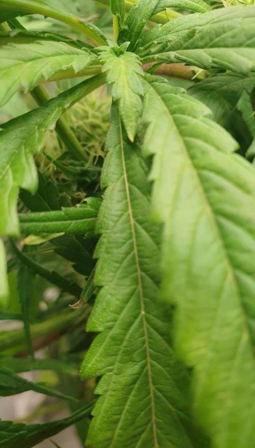 Thin Mint F1-Hybrid. Week 10