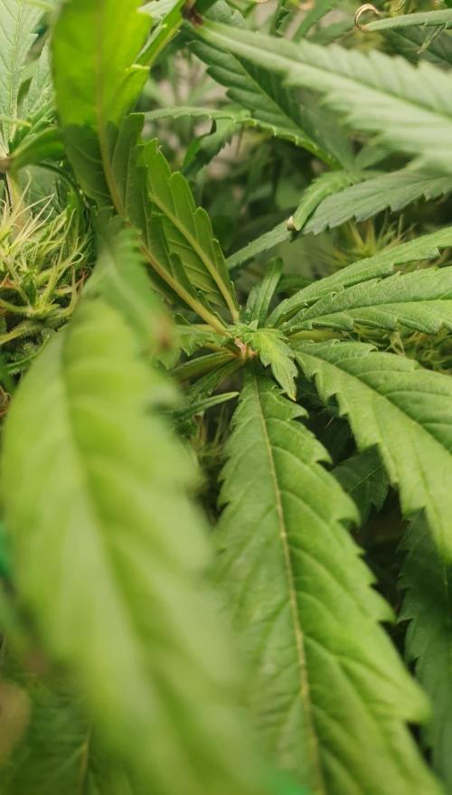 Thin Mint F1-Hybrid. Week 10