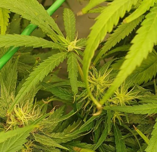 Thin Mint F1-Hybrid. Week 10