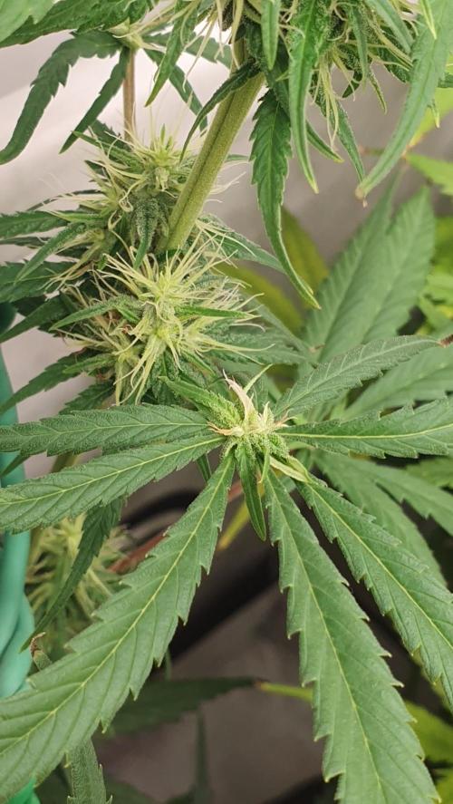 Thin Mint F1-Hybrid. Week 10