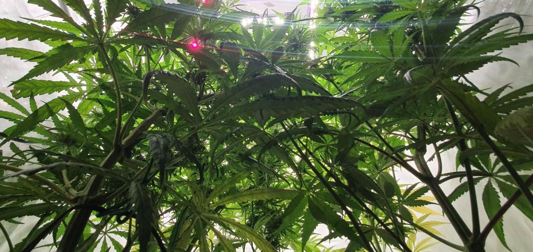 Thin Mint F1-Hybrid. Week 10