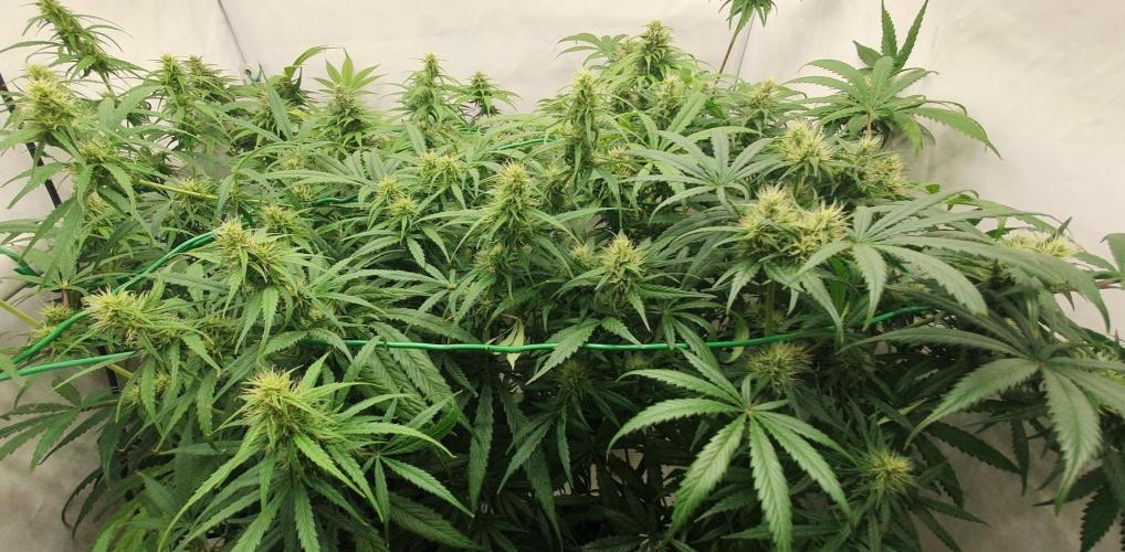 Thin Mint F1-Hybrid. Week 10