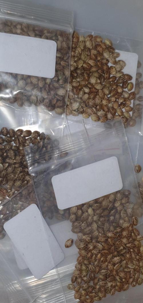 Alien Sparkle. Week 0