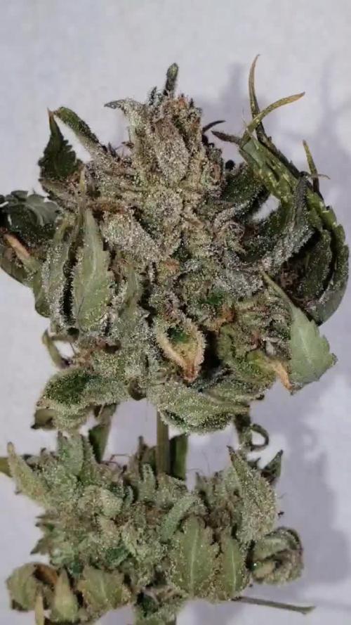 Alien Sparkle and New Seeds -Tomorrows Harvest