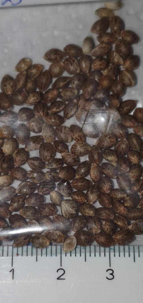 Alien Sparkle. Week 0