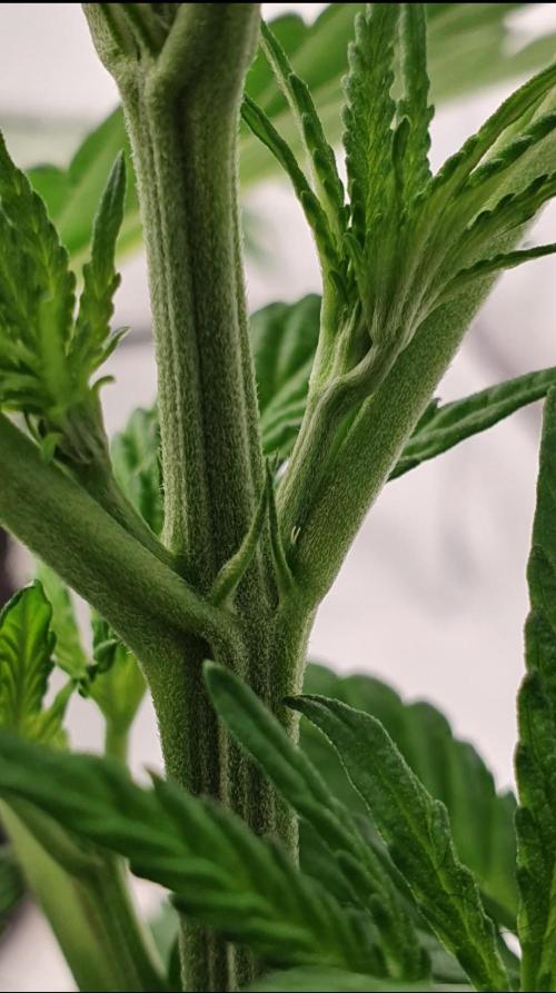 Alien Sparkle. Week 4 - Showing sex