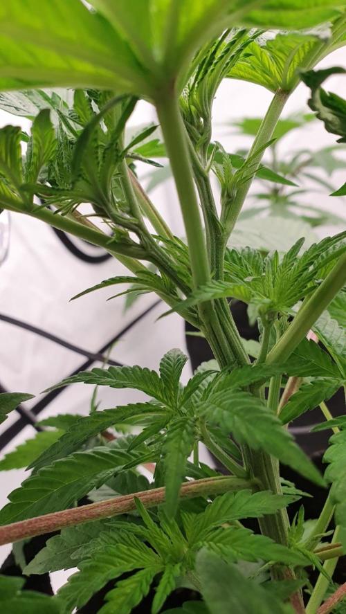 Alien Sparkle. Week 4 - Spontaneous polyaxial growth 