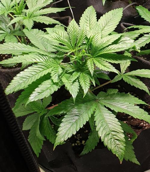 Alien Sparkle. Week 4