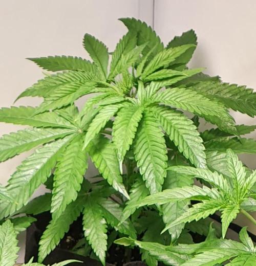 Alien Sparkle. Week 4