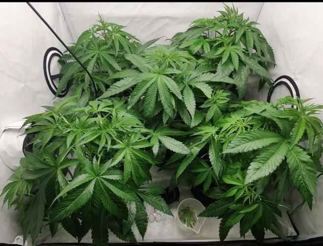 Alien Sparkle. Week 5