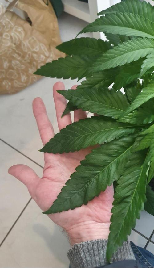 Alien Sparkle. Week 5