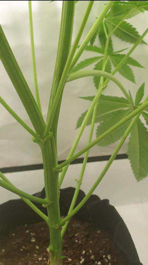 Alien Sparkle. Week 7