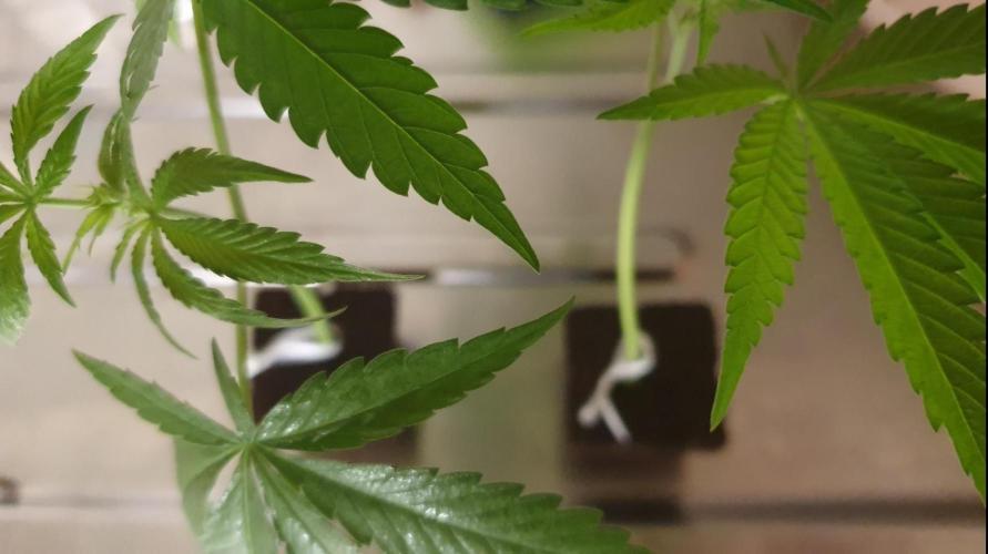 Alien Sparkle. Week 7