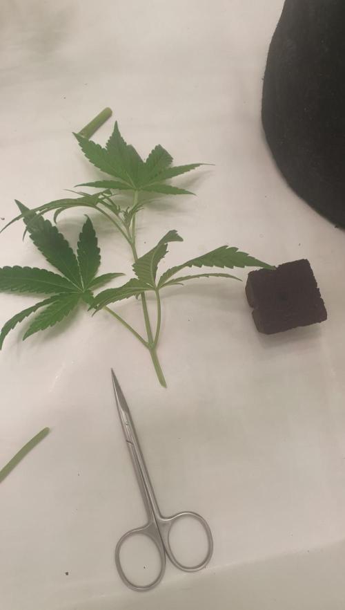 Alien Sparkle. Week 7