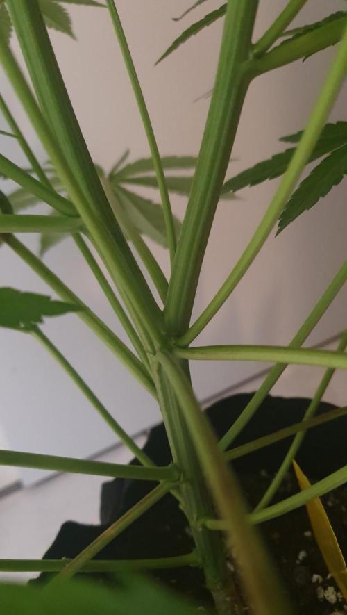 Alien Sparkle. Week 7