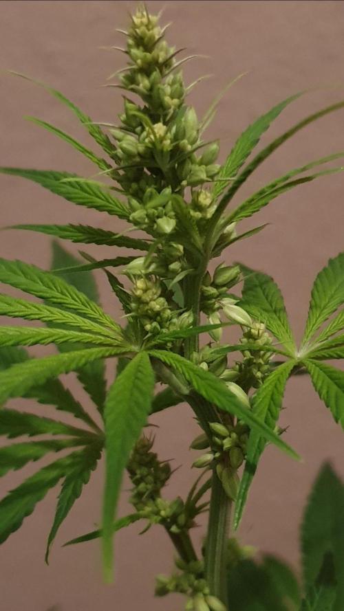 Alien Sparkle. Week 7