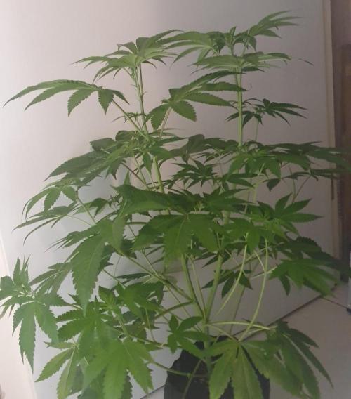 Alien Sparkle. Week 7