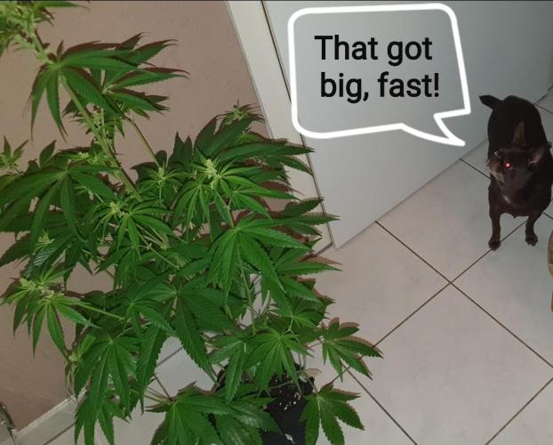 Alien Sparkle. Week 7