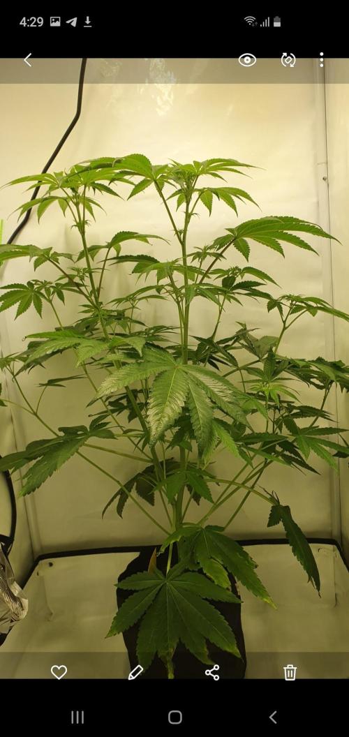 Alien Sparkle. Week 7