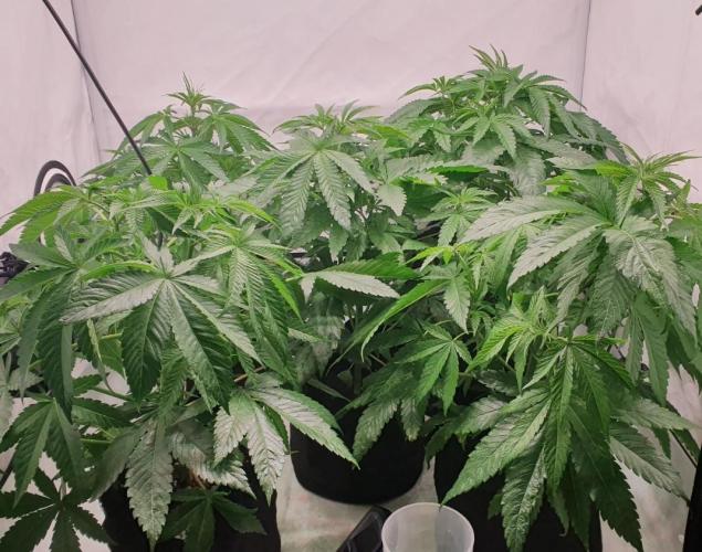 Alien Sparkle. Week 7