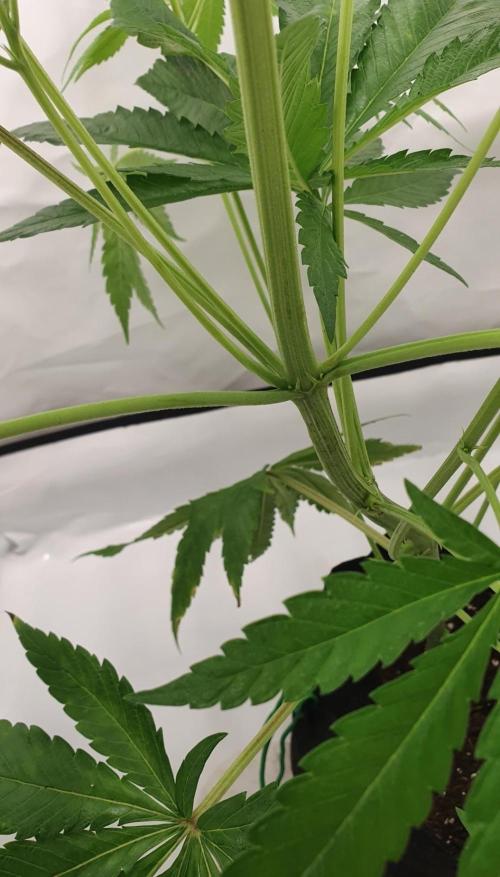 Alien Sparkle. Week 7