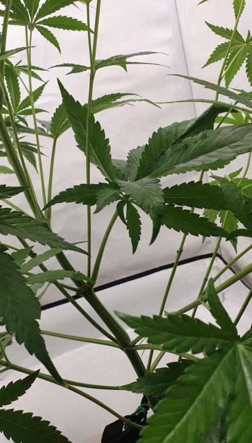 Alien Sparkle. Week 7