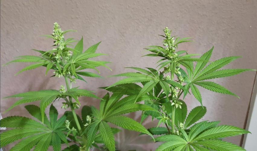 Alien Sparkle. Week 8