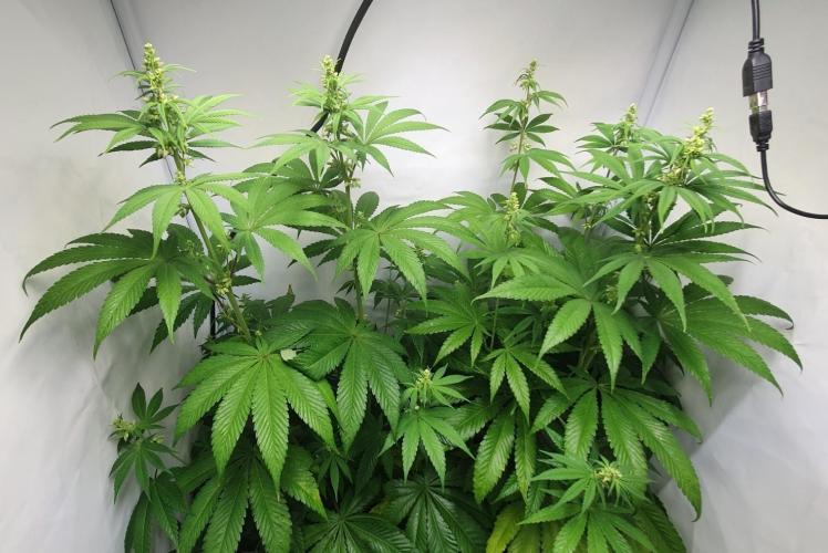 Alien Sparkle. Week 8