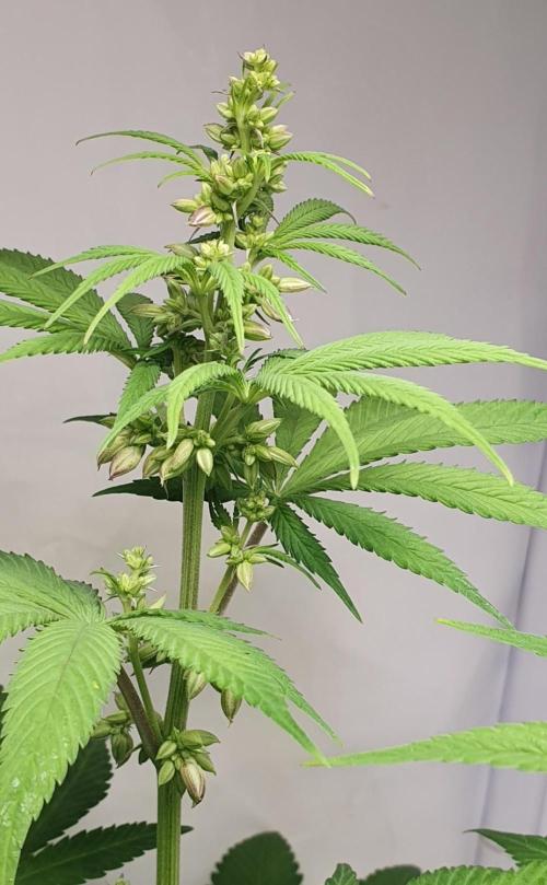 Alien Sparkle. Week 8