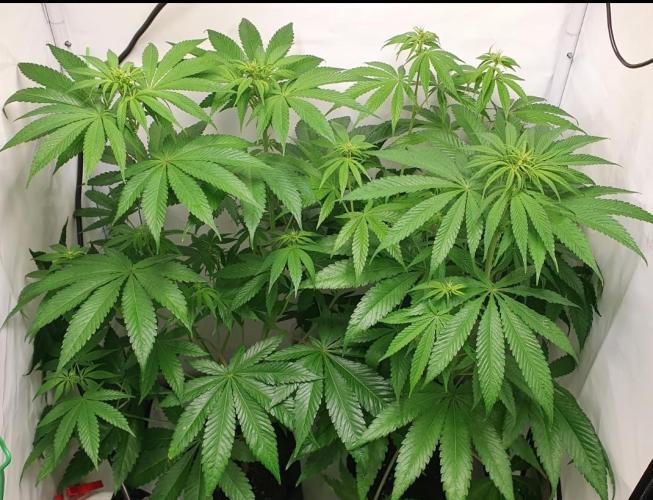 Alien Sparkle. Week 8