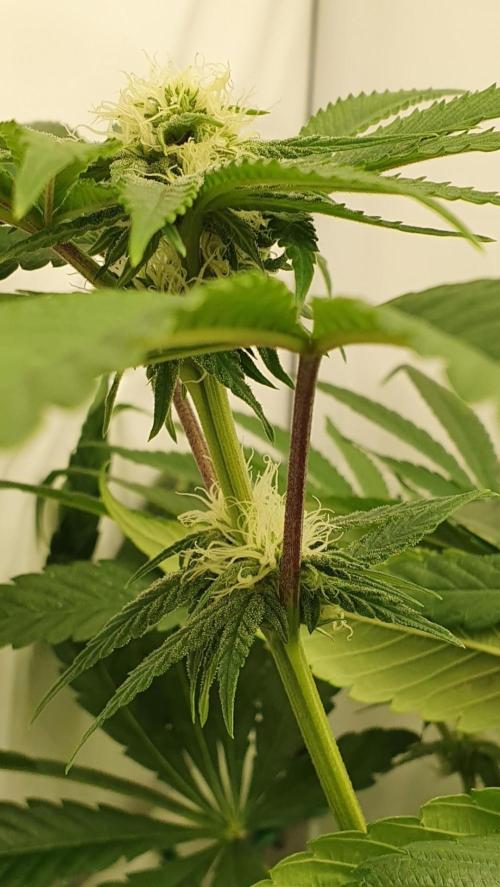 Alien Sparkle. Week 9