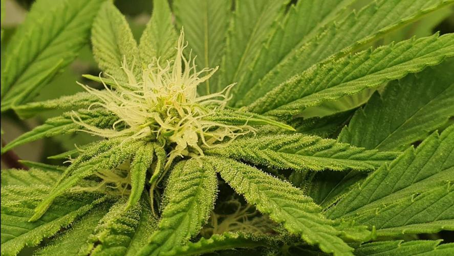 Alien Sparkle. Week 9