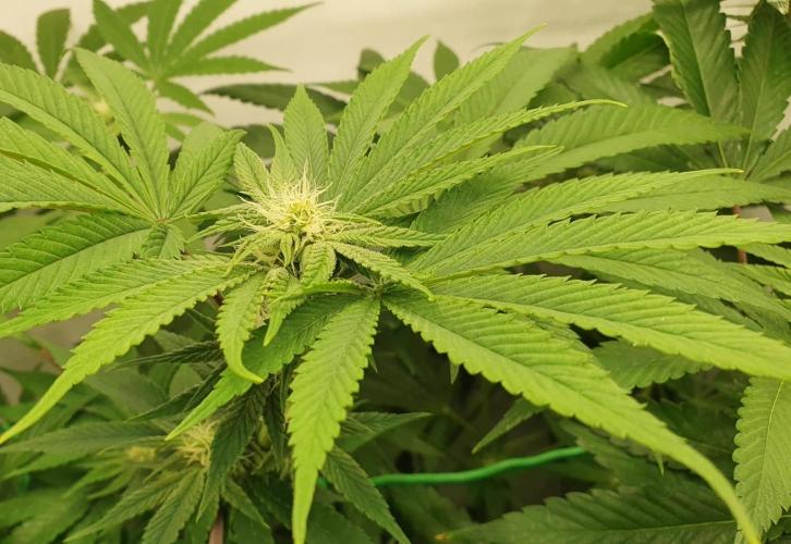 Alien Sparkle. Week 9