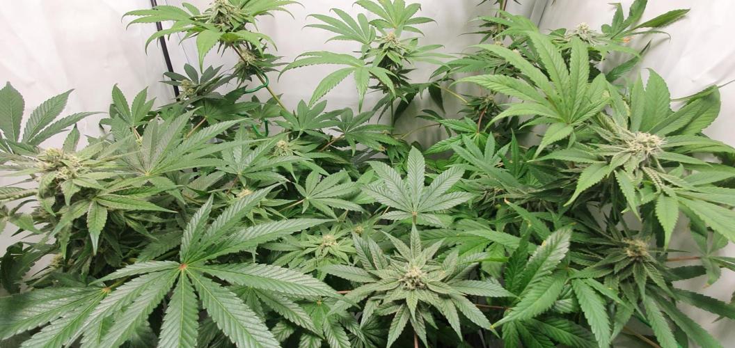 Alien Sparkle. Week 10