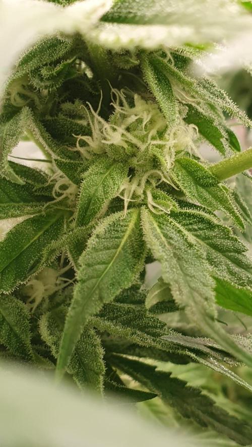 Alien Sparkle. Week 10