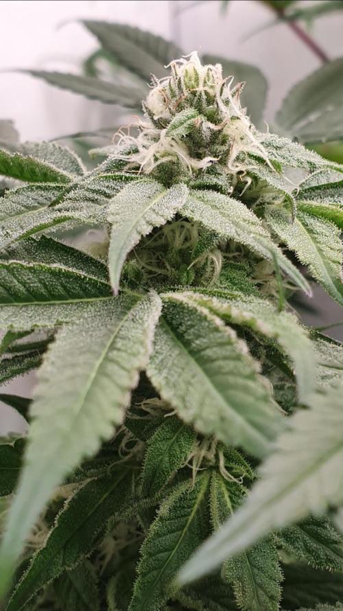 Alien Sparkle. Week 10