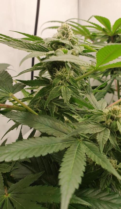 Alien Sparkle. Week 10